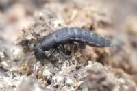 Ocypus aethiops