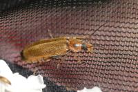 Osphya bipunctata