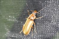Osphya bipunctata