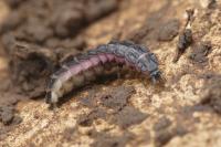 Phosphaenus hemipterus