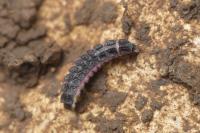 Phosphaenus hemipterus