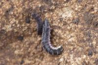 Phosphaenus hemipterus