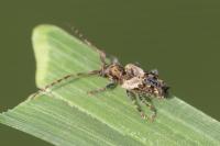 Pogonocherus hispidus