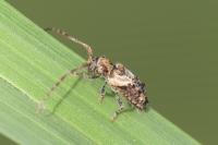 Pogonocherus hispidus