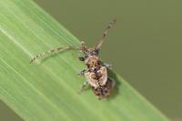 Pogonocherus hispidus