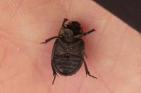 Trox perlatus