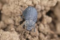Trox perlatus
