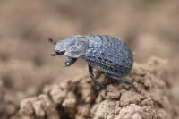 Trox perlatus