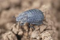 Trox perlatus