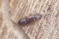Dropephylla ioptera