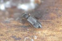 Coryphium angusticolle