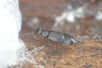 Coryphium angusticolle