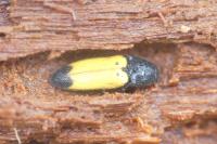 Ampedus elegantulus