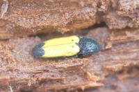Ampedus elegantulus