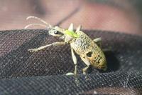 Rhagium mordax
