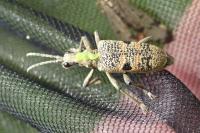 Rhagium mordax