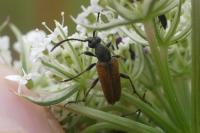 Pseudovadonia livida