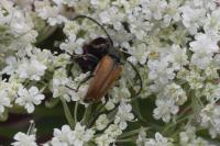Pseudovadonia livida
