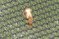Psammoecus bipunctatus