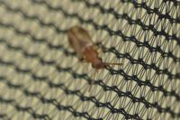 Psammoecus bipunctatus