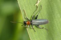 Oedemera croceicollis