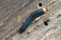Lygistopterus sanguineus