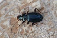Leistus spinibarbis