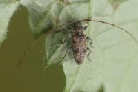 Leiopus femoratus
