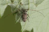 Leiopus femoratus