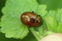 Chrysolina polita