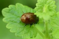 Chrysolina polita