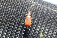 Anthocomus rufus