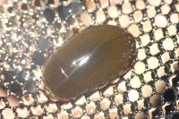 Hydrochara caraboides