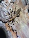 Oedemera femoralis