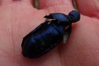 Meloe violaceus
