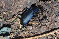 Carabus problematicus