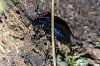 Carabus problematicus