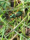 Carabus auratus