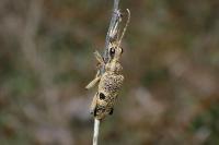 Rhagium mordax