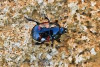 Hister quadrimaculatus