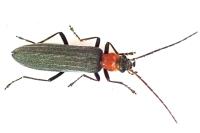Ischnomera sanguinicollis