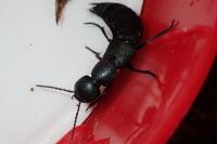 Ocypus ophthalmicus