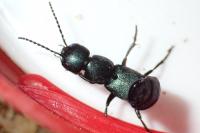 Ocypus ophthalmicus