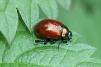 Chrysolina polita