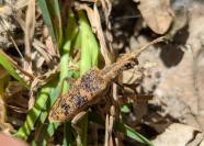 Rhagium sycophanta