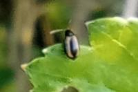 Phyllotreta
