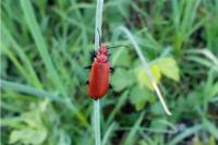 Pyrochroa serraticornis