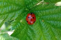 Coccinella septempunctata