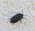 Thanatophilus sinuatus