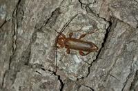 Phymatodes testaceus